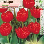 tulipe double hative -carlton